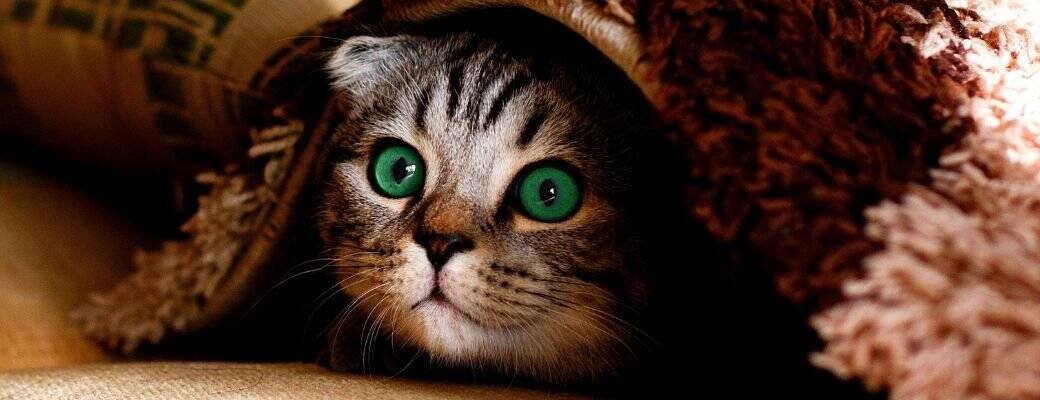 raised cat bowl UK