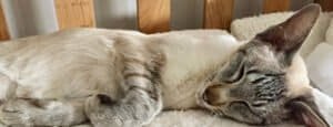 Siamese Cat Colours and Points