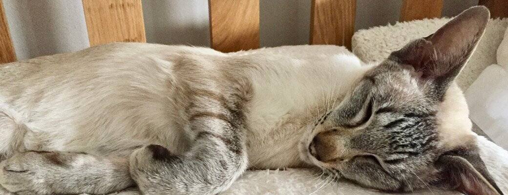 Can Siamese cats live alone Siamese cat diet