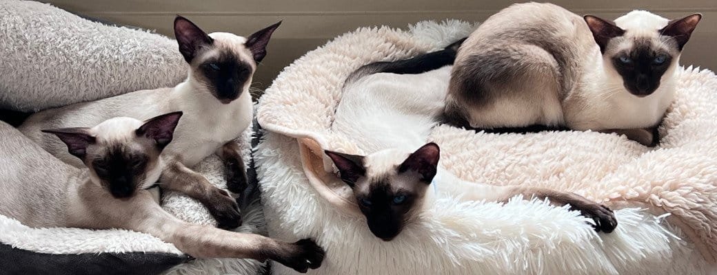 Introducing Siamese cats to companions Siamese cat grooming
