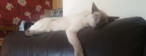 Siamese Cat Care Needs
