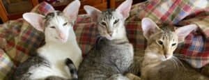 Siamese with other cats