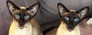 Siamese Cay Vocalisation