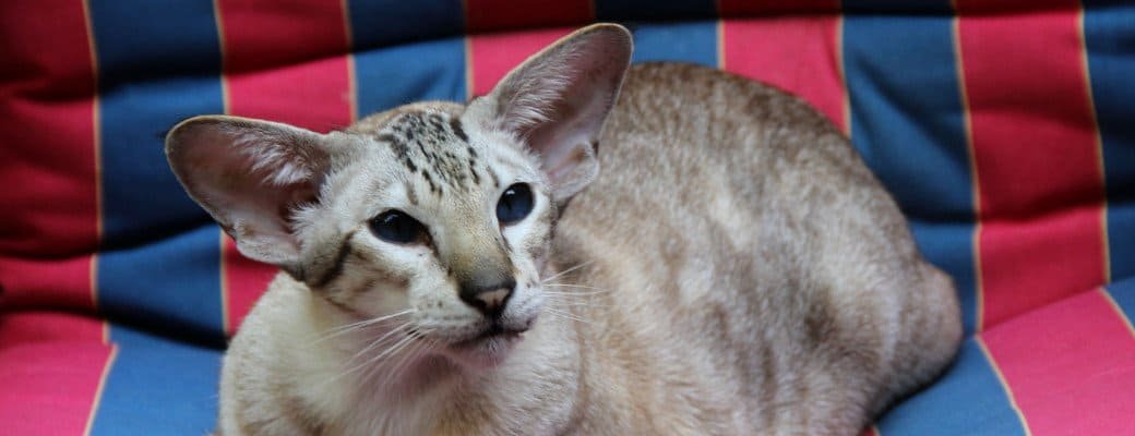 Siamese breeders UK Siamese cat family compatibility