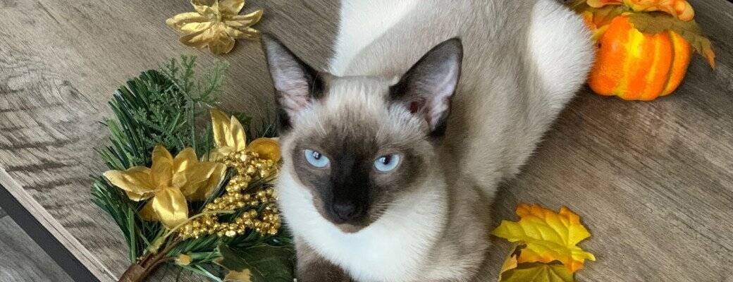 Siamese cat and working owners Siamese cat water habits