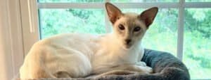 Training Siamese cats