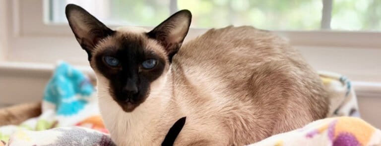 Image showcasing Siamese Cat Health Issues: Are Siamese Cats Prone to Illness ...