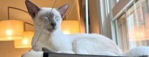 Siamese cat diet