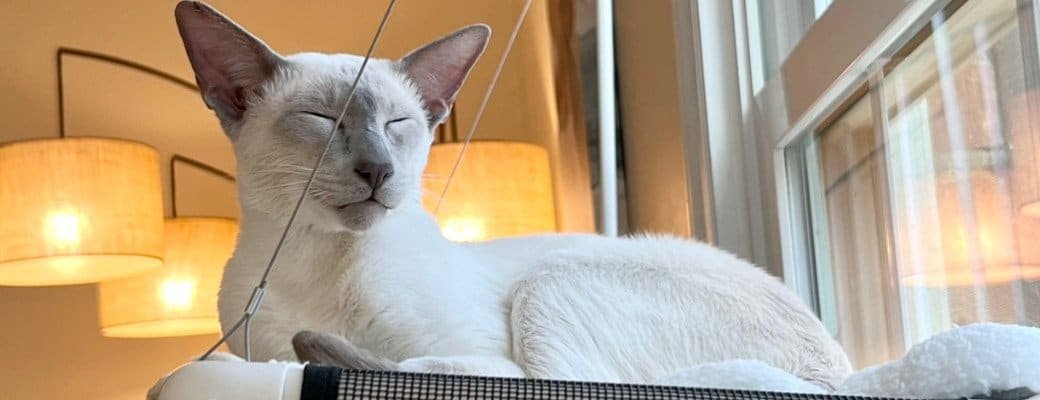 Siamese cat diet Siamese kitten milestones UK