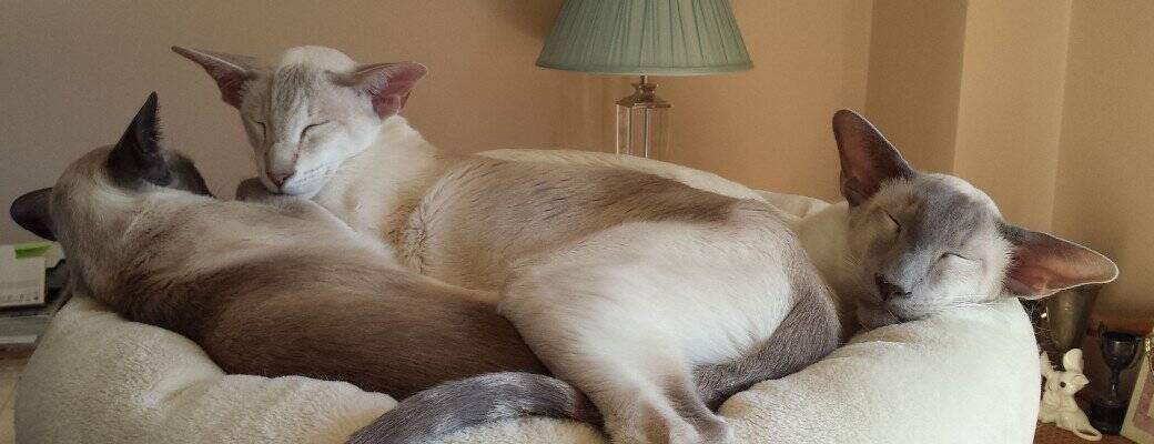 Siamese cat grooming Is a Siamese a difficult breed