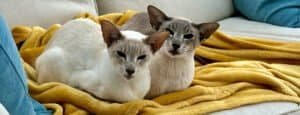 Siamese cat myths