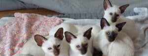 Siamese kitten growth