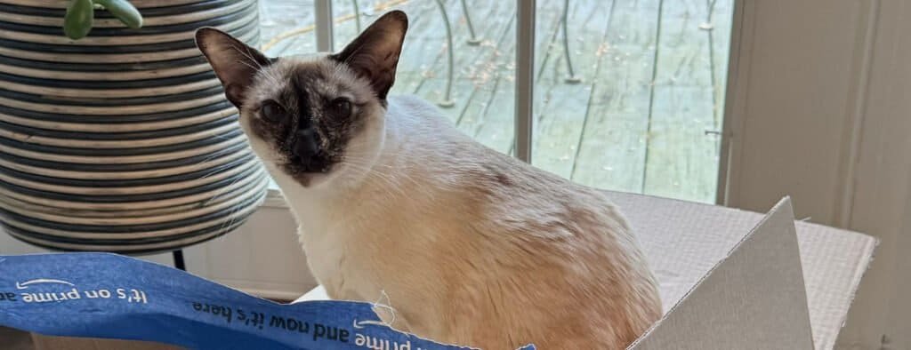 Image showcasing Siamese Cat Health Issues: Are Siamese Cats Prone to Illness ...