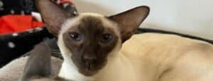 Siamese Cat Playtime