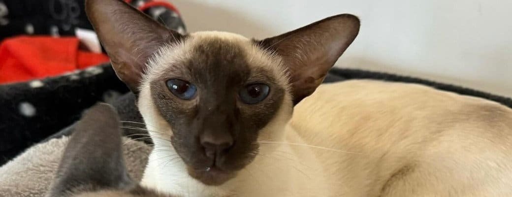 Siamese cat temperament