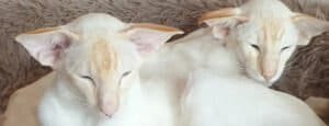 Siamese neutering advice UK
