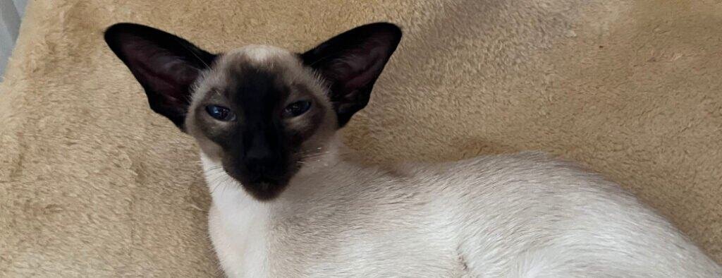 Picture of Siamese Cat Diet Tips: What Should I Feed My Siamese Cat?
