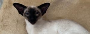 Do Siamese cats enjoy baths