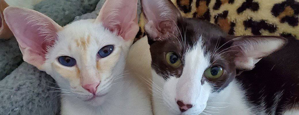 Siamese vs Oriental Shorthair Siamese with other cats