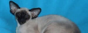 Living with a Siamese