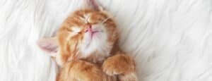 kitten checklist UK