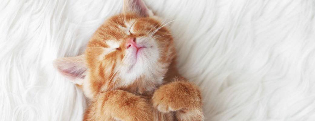 best cat food bowls UK
