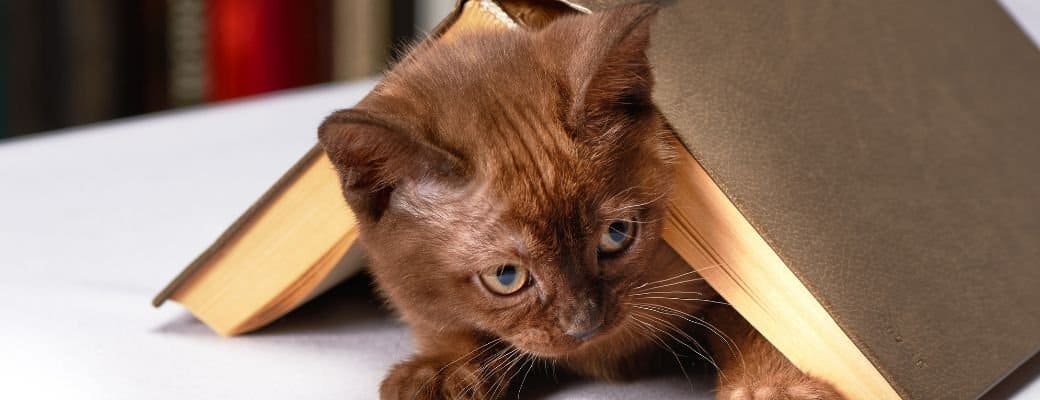 UK cat furniture