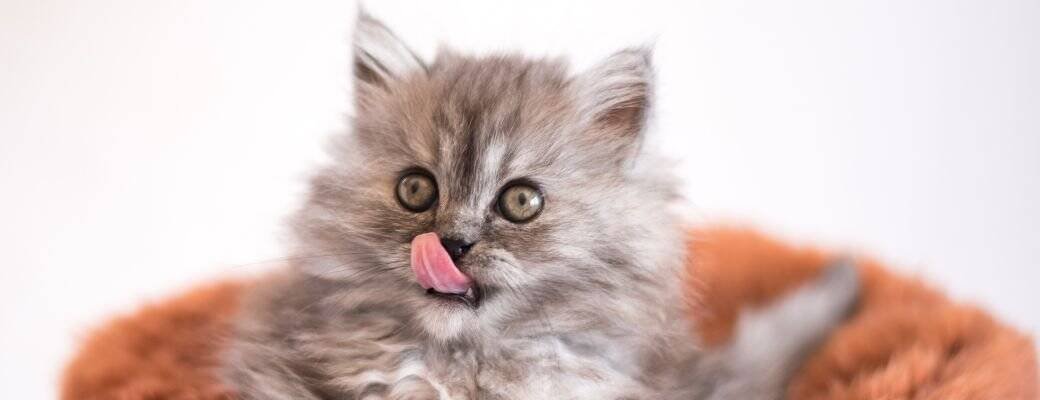 UK cat litter tray review