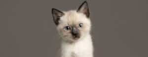 Kitten Proofing Your Home