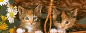 kitten starter kit UK